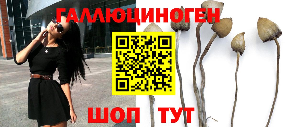 Галлюциногенные грибы Psilocybine cubensis Тула